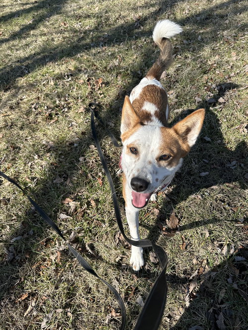 picture of the dog needing adoption