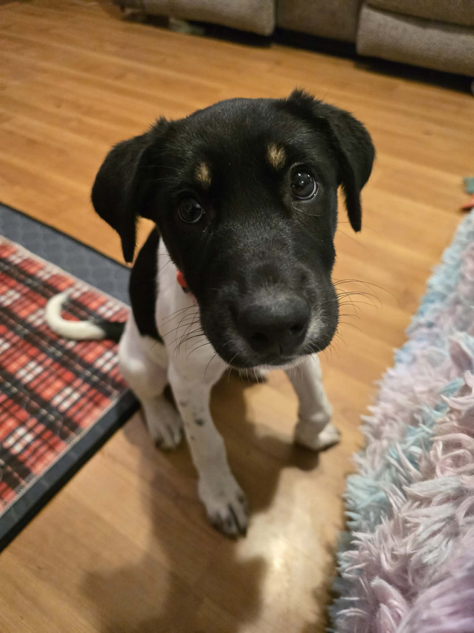 BB