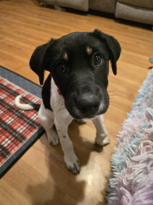 picture of the dog needing adoption