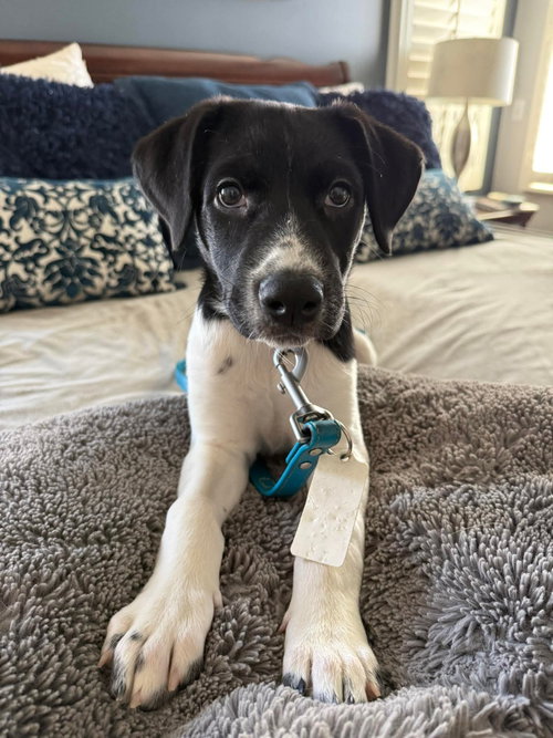picture of the dog needing adoption