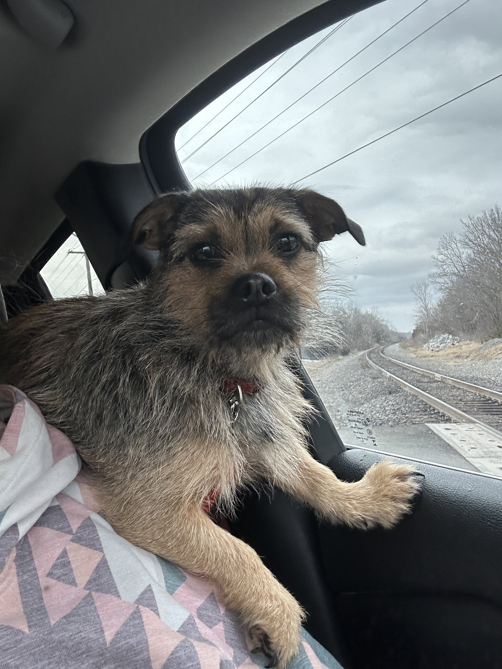 Chica Image