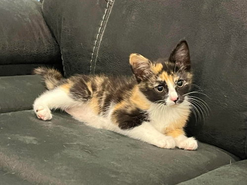 Cora