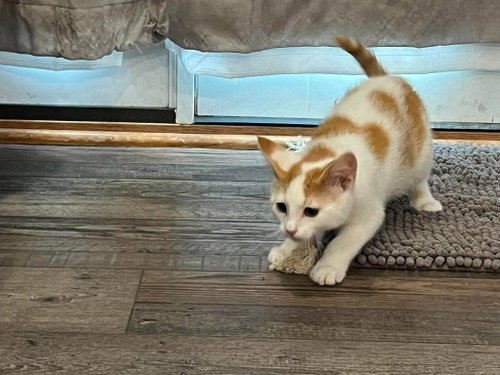Mo