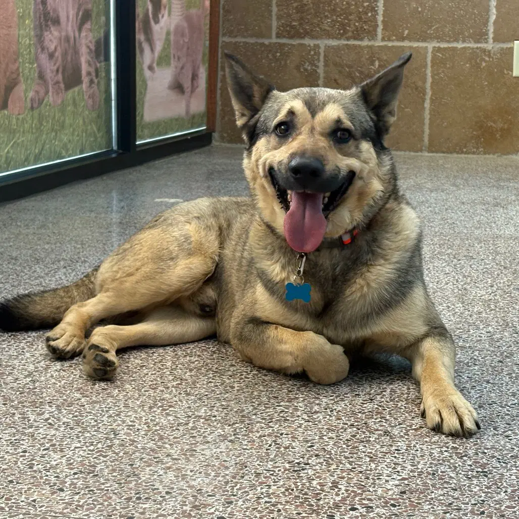 Louie - German Shepherd Dog