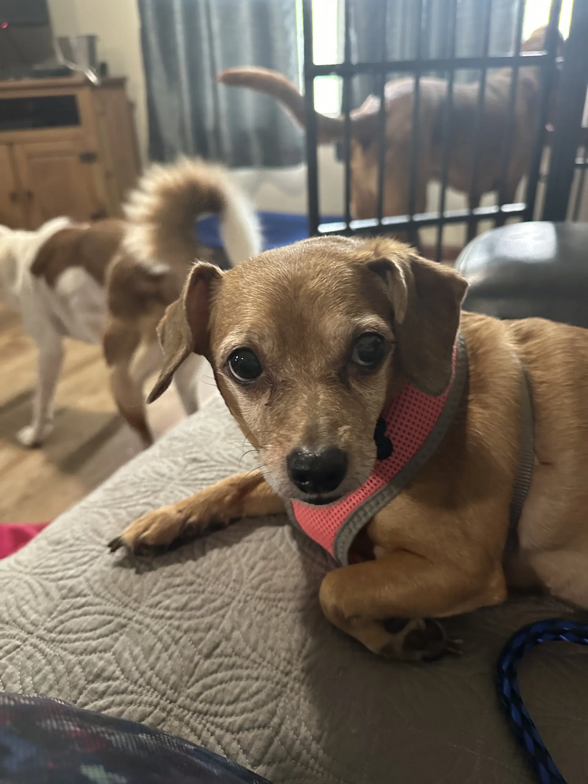 Diamond - Dachshund