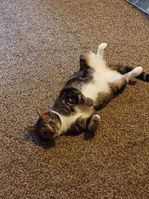 ASPEN - Domestic Short Hair available for adoption