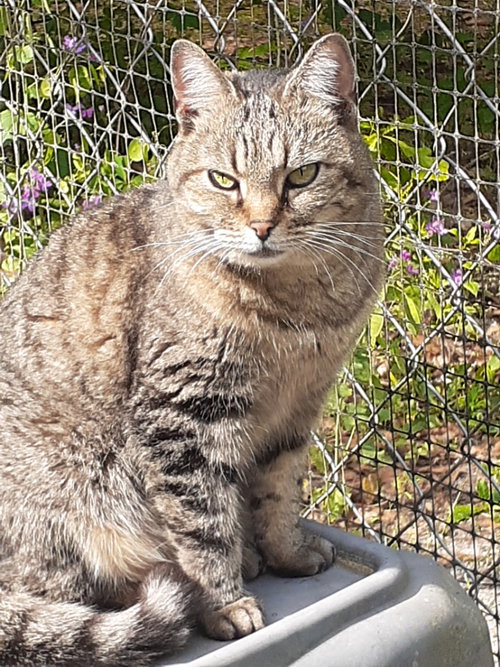 LITTLE GUY - Domestic Short Hair available for adoption