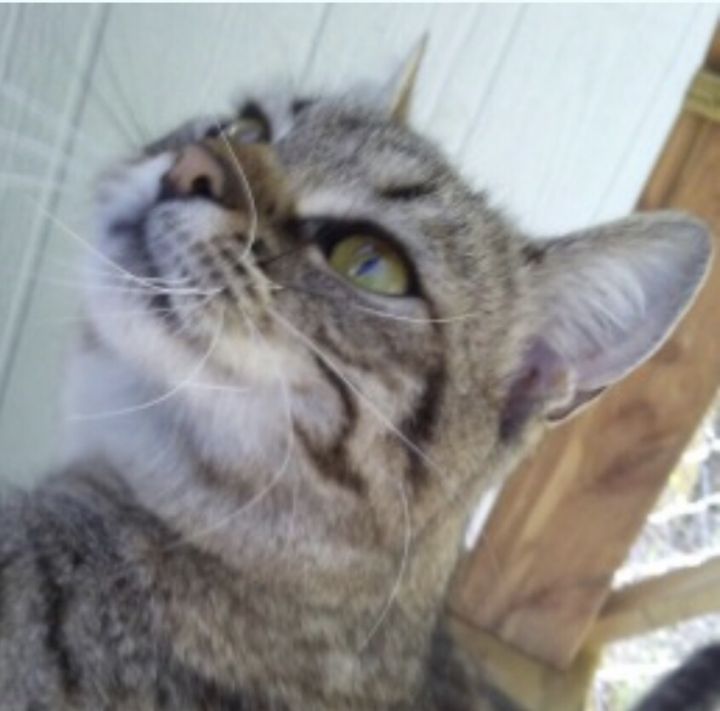 adoptable Cat in Elgin, SC named Little Guy