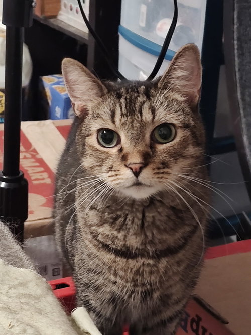 Thistle, Young Domestic Short Hair (short coat), cat for adoption in Rock Hill, South Carolina