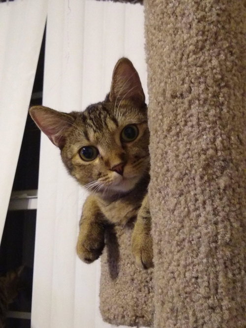 THISTLE - Domestic Short Hair available for adoption