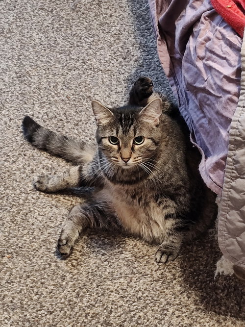Tiramisu, an adoptable Tabby in Camden, SC