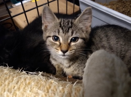 TIRAMISU - Tabby / Domestic Short Hair available for adoption