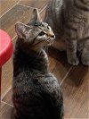 adoptable Cat in elgin, SC named Tiramisu