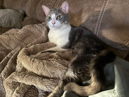 Glory, Domestic Short Hair, cat for adoption in Sumter, South Carolina