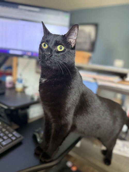 Mercy, Domestic Short Hair, cat for adoption in Sumter, South Carolina