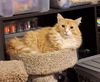 adoptable Cat in  named Firefly