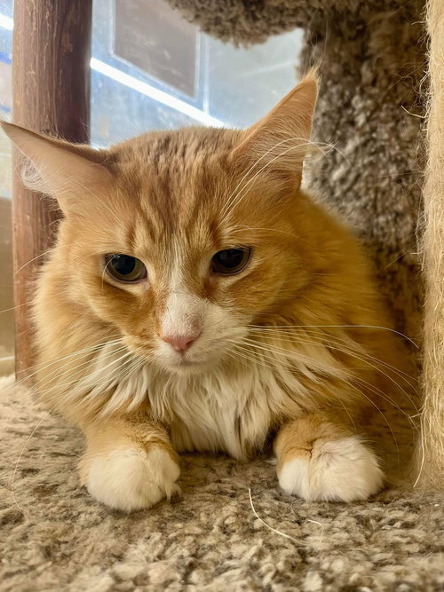 FIREFLY - Domestic Medium Hair available for adoption