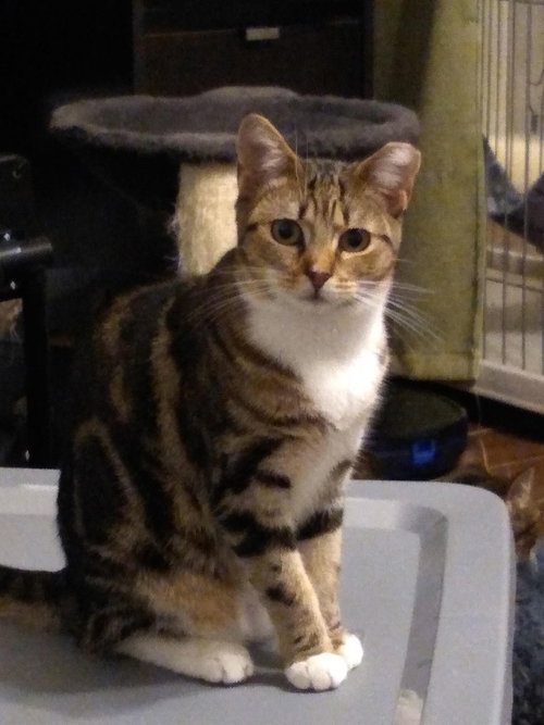 EQUINOX - Domestic Short Hair available for adoption