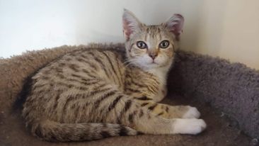 NEBULA - Domestic Short Hair available for adoption