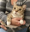 adoptable Cat in elgin,, SC named Nebula