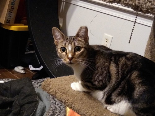 SOLSTICE - Domestic Short Hair available for adoption