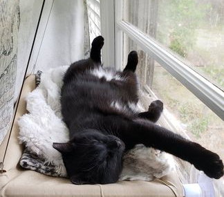 ANT - Domestic Short Hair available for adoption