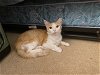 adoptable Cat in elgin, SC named Robert Muffins