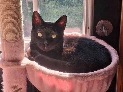 Juice, Domestic Short Hair, cat for adoption in Rock Hill, South Carolina