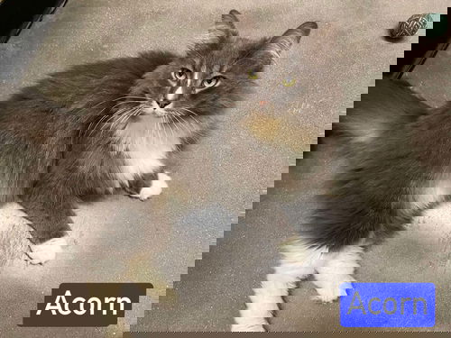 picture of the cat needing adoption