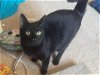 adoptable Cat in elgin, SC named Biscuit