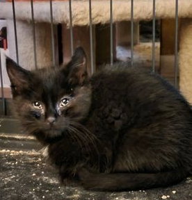 SOAP - Domestic Short Hair available for adoption