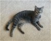 adoptable Cat in elgin,, SC named Caterpillar