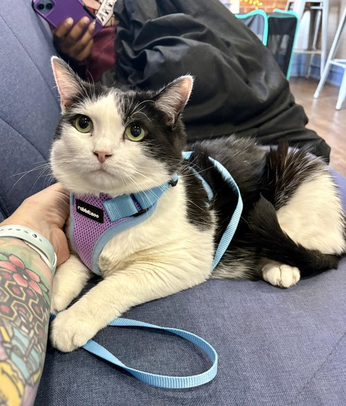 SeeSaw, an adoptable Domestic Short Hair in Camden, SC