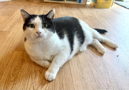 SeeSaw, Domestic Short Hair, cat for adoption in Camden, South Carolina