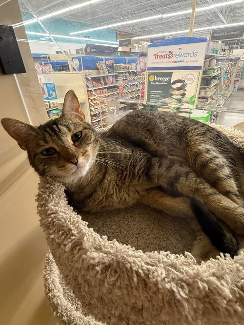 Merge, an adoptable Domestic Short Hair in Camden, SC