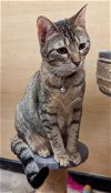 adoptable Cat in elgin, SC named Merge