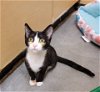adoptable Cat in , SC named Twix