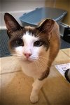 adoptable Cat in , SC named Teller (PetSmart Ft Jackson)