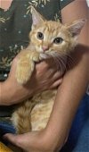 adoptable Cat in elgin, SC named Spunky