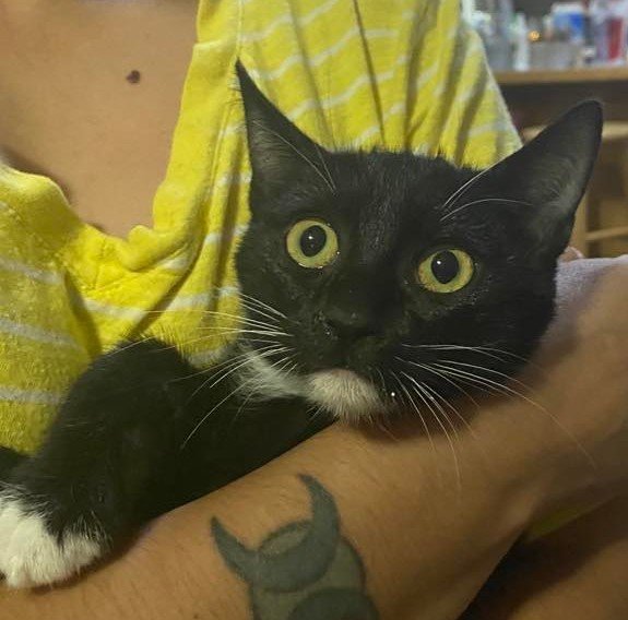 adoptable Cat in Elgin, SC named Kona