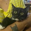 adoptable Cat in elgin,, SC named Kona