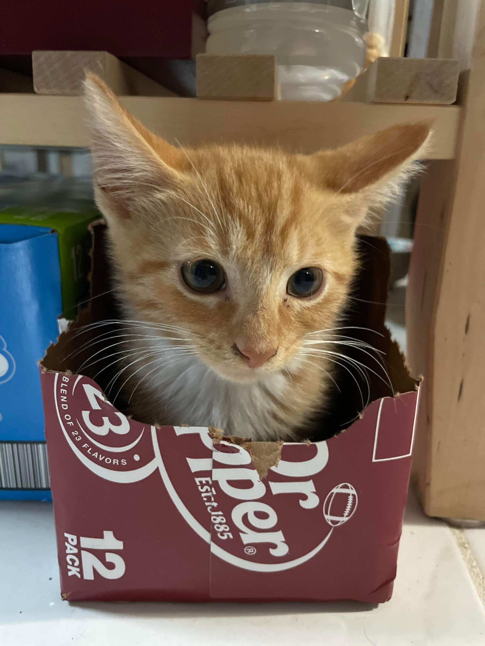 Cats for Adoption in Forest Acres, South Carolina Alpha Paw