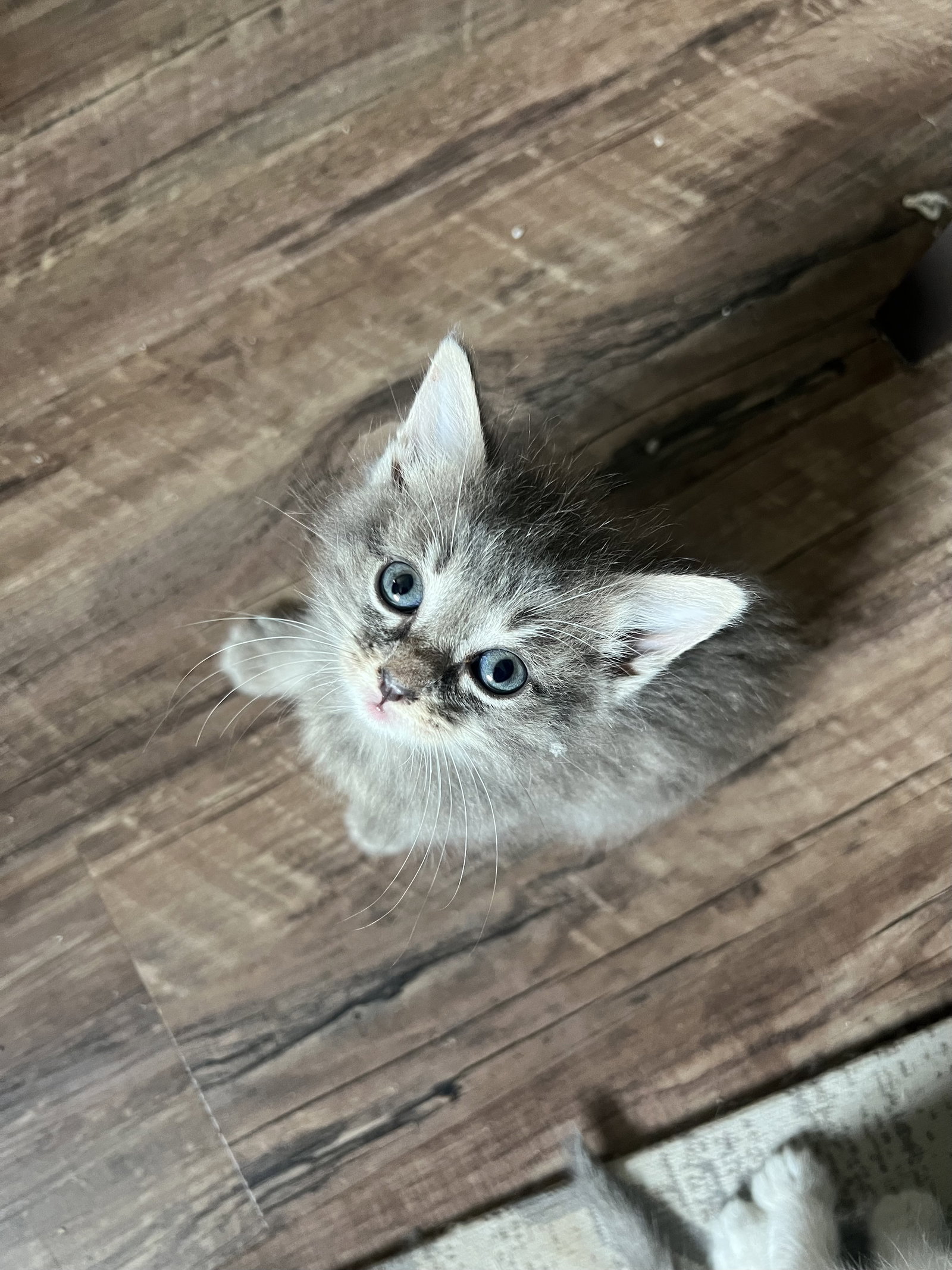 Cats for Adoption in South Sumter, South Carolina Alpha Paw