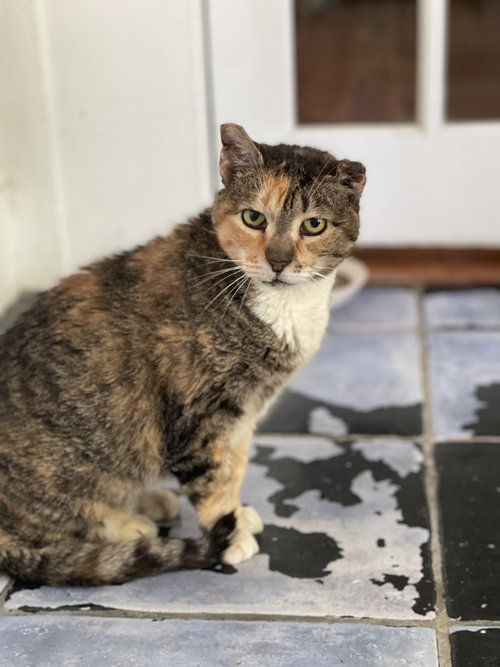 DUVET - Domestic Short Hair available for adoption