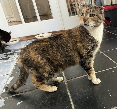 DUVET - Domestic Short Hair available for adoption