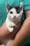 Calipurr - Photo 4