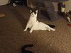 Calipurr - Photo 2