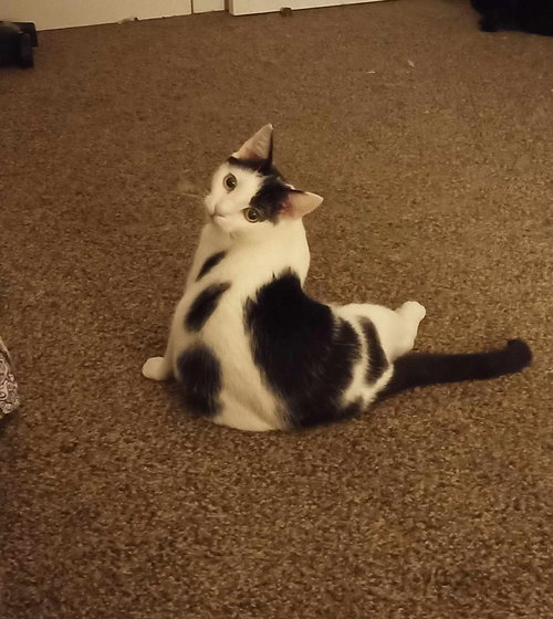 CALIPURR - Domestic Short Hair available for adoption