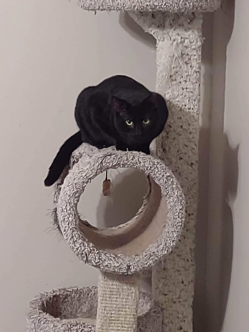 SPORK - Domestic Short Hair available for adoption