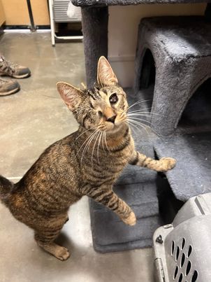 adoptable Cat in Elgin, SC named Sprite